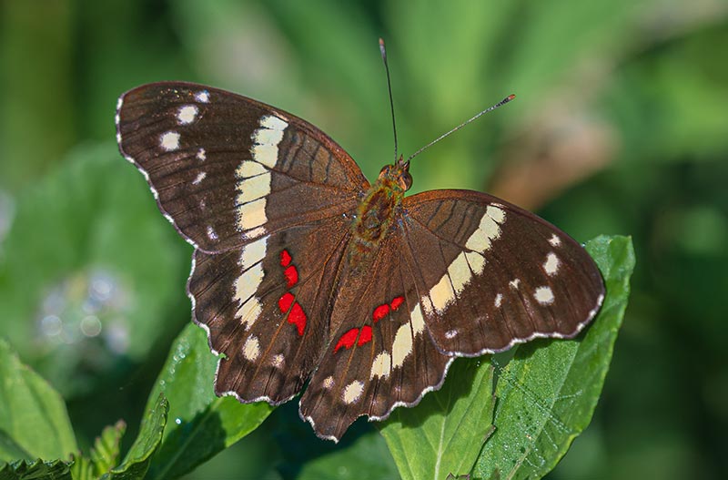 las-mariposas-encuentran-santuario-en-la-reserva-natural-de-Keken-de-keken-2