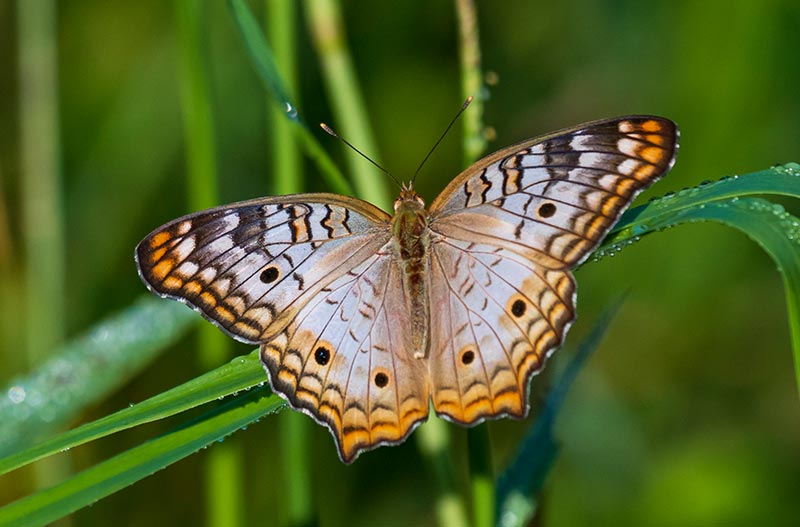 las-mariposas-encuentran-santuario-en-la-reserva-natural-de-Keken-de-keken-3