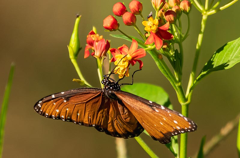las-mariposas-encuentran-santuario-en-la-reserva-natural-de-Keken-de-keken-4