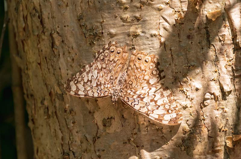 las-mariposas-encuentran-santuario-en-la-reserva-natural-de-Keken-de-keken-5