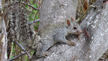Ardilla Yucateca, Sciurus yucatanensis, Fotografía de monitoreo en “Granja Kinchil”, Yucatán por la Consultoría Ambiental Fauna Peninsular.