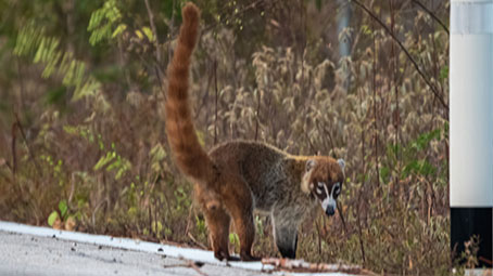 Coatí, Nasua narica, Fotografía de fauna por Mike Díaz en el área de conservación Kekén, "Granja Kinchil", Yucatán