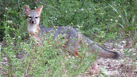 Zorro gris,Urocyon cinereoargenteus, Fotografía de monitoreo en “Granja Kinchil”, Yucatán por la Consultoría Ambiental Fauna Peninsular.